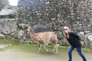 Llama at Machu Picchu Peru