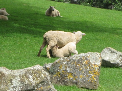 New Zealand Sheep