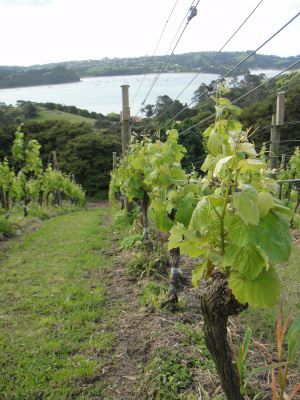 Waiheke Wine Tour New Zealand